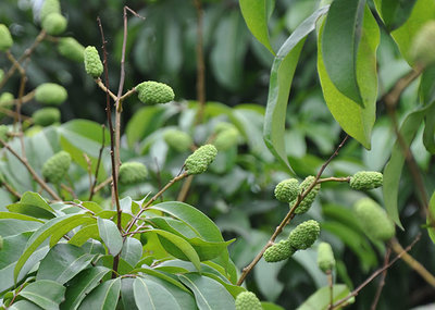 昆明荔枝市場批發,優質荔枝廠家批發-湛江市杰升貿易提供昆明荔枝市場批發,優質荔枝廠家批發的相關介紹、產品、服務、圖片、價格湛江市杰升貿易、銷售(含網上銷售):食品、水果、農產品、日用品、花卉;貨物、